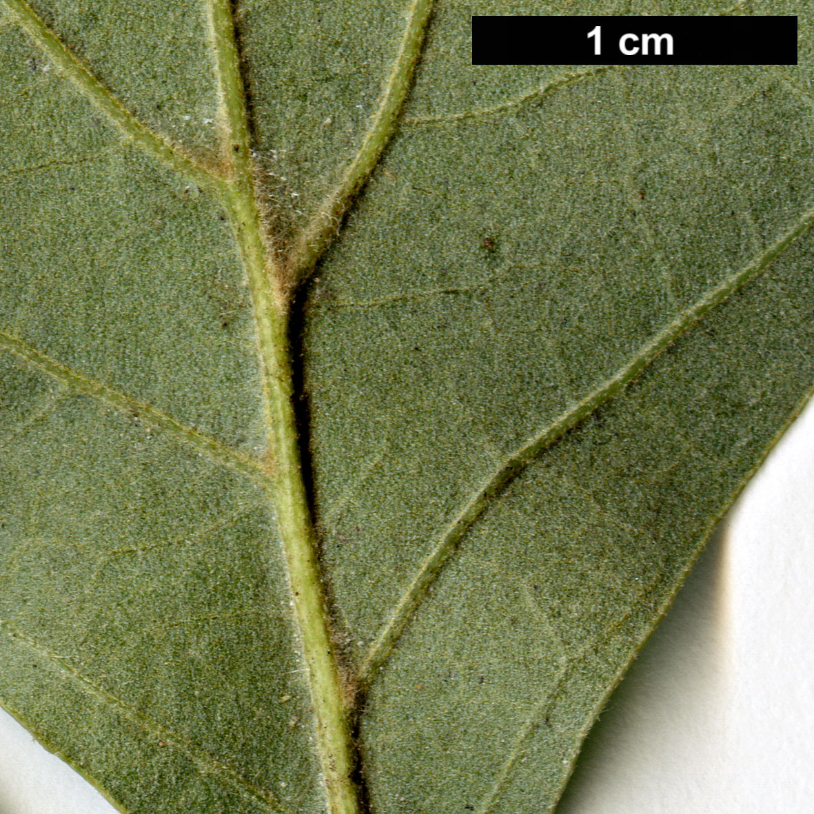 High resolution image: Family: Fagaceae - Genus: Quercus - Taxon: ×brittonii (Q.ilicifolia × Q.marilandica)